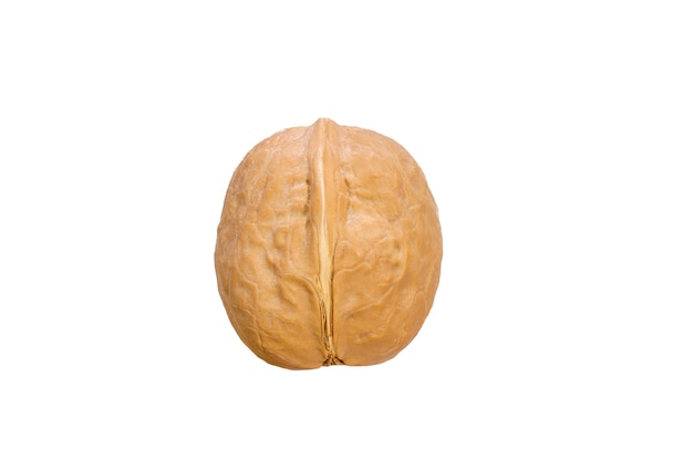 Walnut in shell isolated on white background. High quality photo