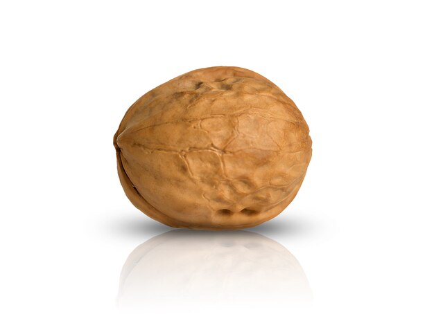 Photo walnut in shell, on white wall