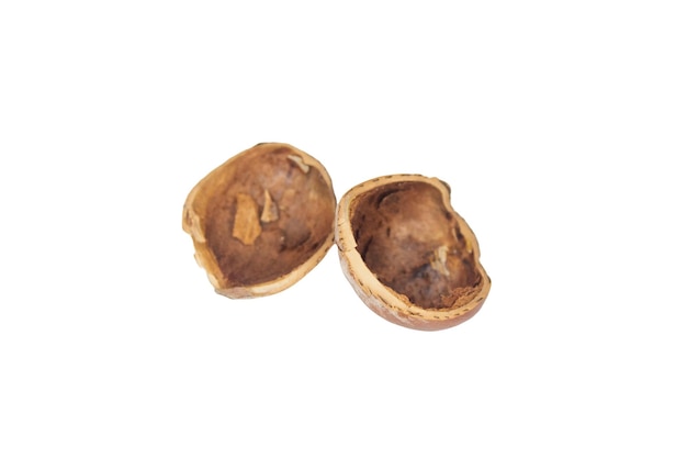 A walnut shell with the word nut on it