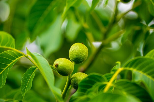 Walnut Tree Grow waiting.