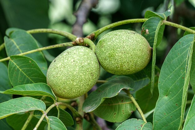 A walnut tree and its new walnuts