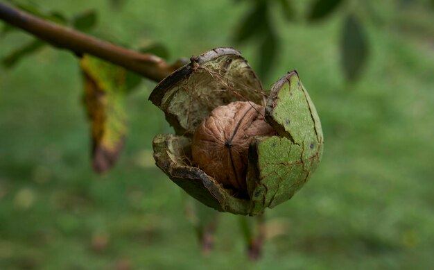 Photo walnut on the tree, ripe, green