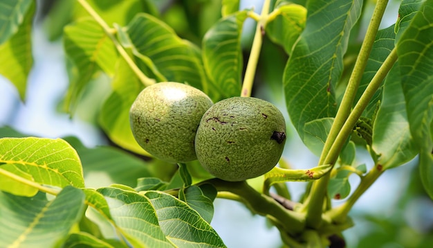 WALNUT TREE WITH GROWNG SMALL NUT CLOSE UP