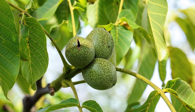 WALNUT TREE WITH GROWNG SMALL NUT CLOSE UP