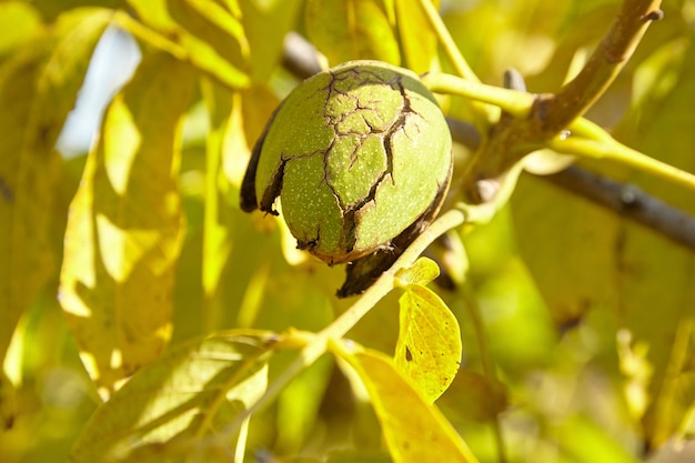 Walnut tree with ripe walnut fruit harvest on branch