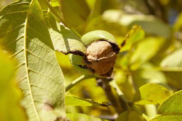 Ореховое дерево с урожаем спелых плодов грецкого ореха на ветке