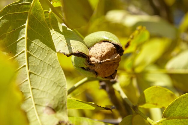 Walnut tree with ripe walnut fruit harvest on branch