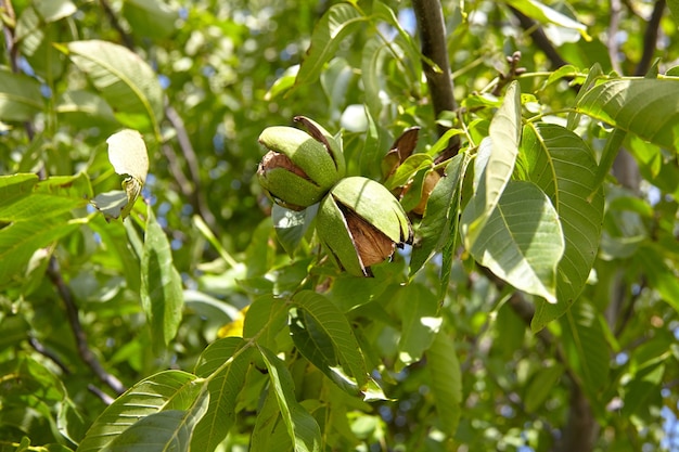 나뭇가지에 녹색 과피에 호두 열매가 있는 호두 나무