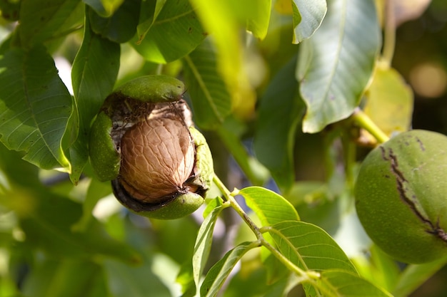 Photo walnut tree with walnut fruit in green pericarp on branch