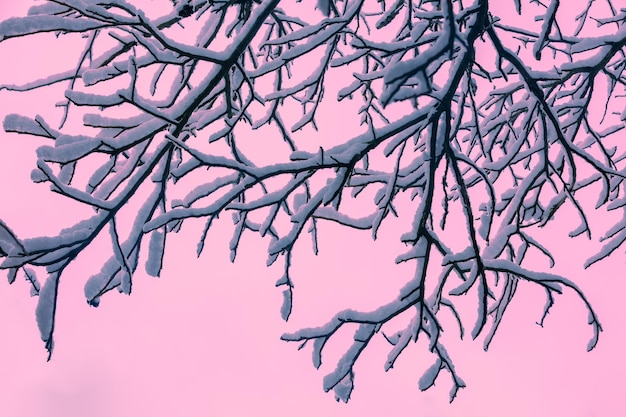 Walnut twigs covered with snow on pink background