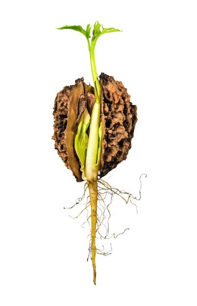 Photo walnut with sprout and young roots isolated on white background