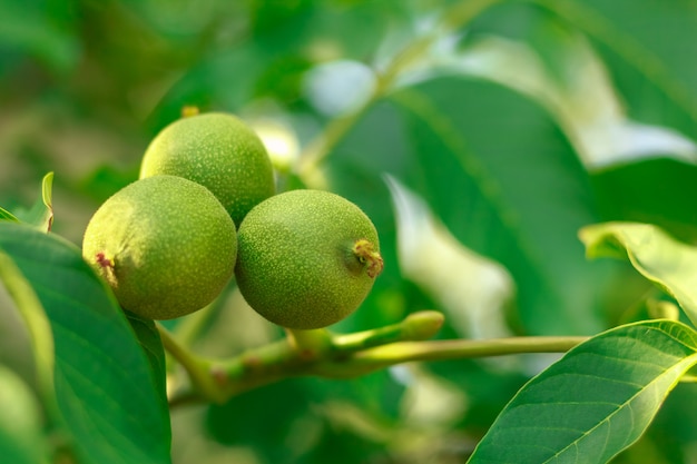 Walnutfruit aan de boom