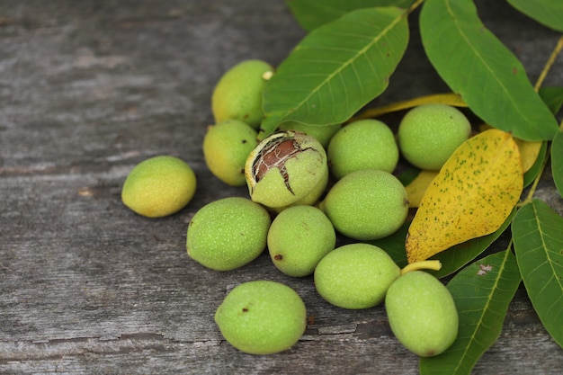 Walnuts plucked from a tree in a green shell