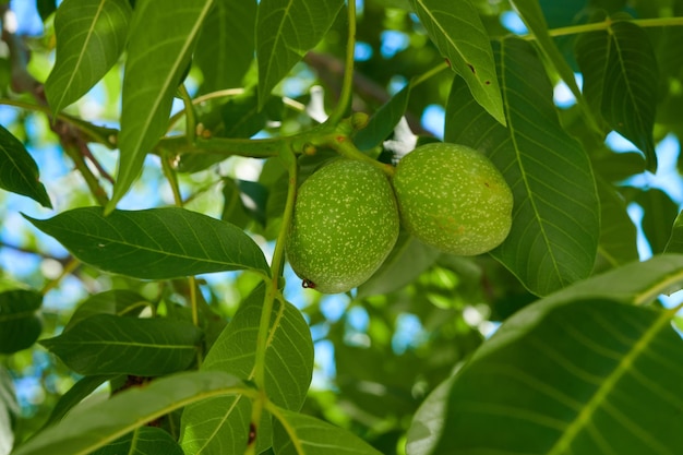 Walnuts on a tree among the foliage a tree branch with fruits
