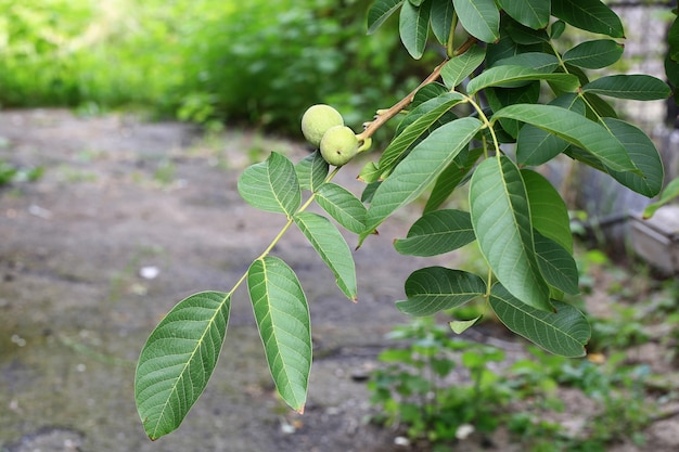 Walnuts on the tree shallow depth of field Summer village