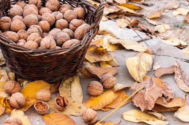 Walnuts in a wicker basket, fallen yellow leaves