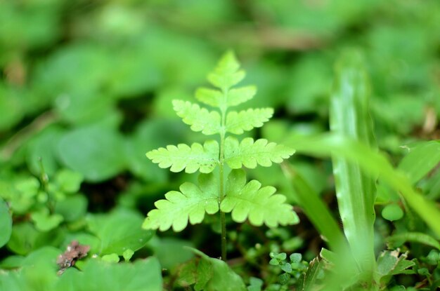 Foto verde carta da parati