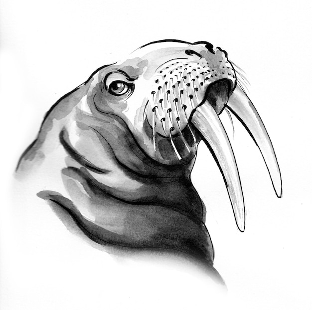 Foto animale del tricheco, disegno in bianco e nero dell'inchiostro
