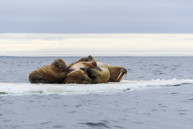 Walrus family lying on the ice floe. Arctic landscape.