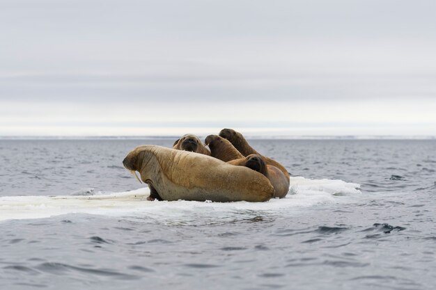 Walrus family lying on the ice floe. Arctic landscape.