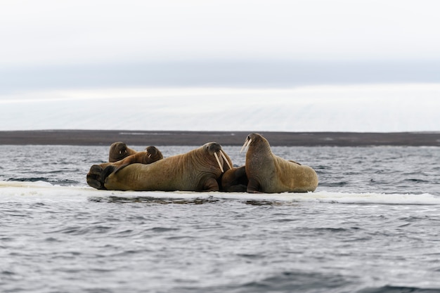 Семья моржей лежит на льдине. Арктический пейзаж.