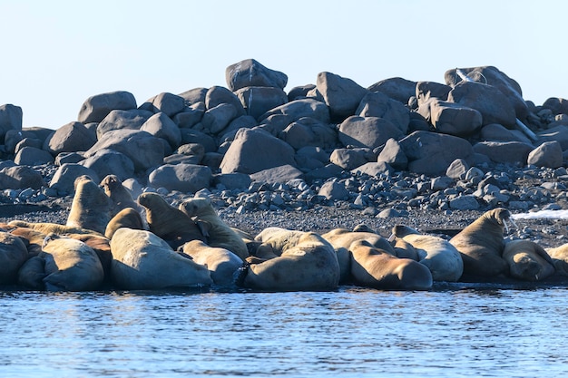 Семья моржей лежит на берегу. Арктический пейзаж.