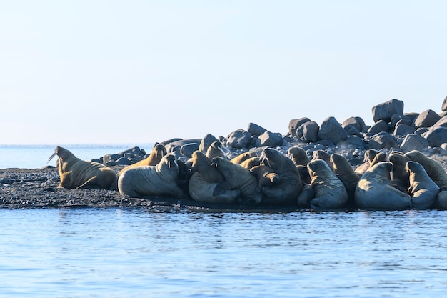 Photo walrus family lying on the shore. arctic landscape.