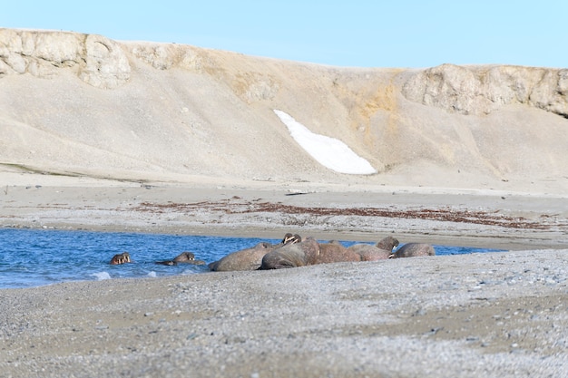 Walrus family lying on the shore. Arctic landscape.