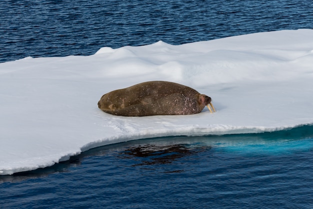 Photo walrus on ice