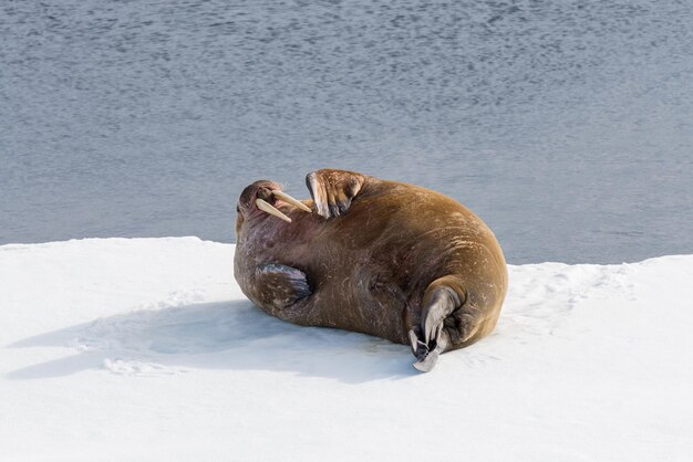 Photo walrus on ice