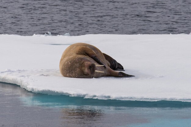 Photo walrus on ice