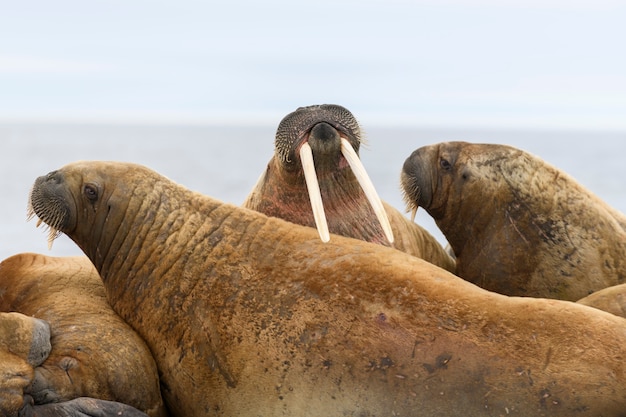 Walrus lying on the ice floe. Walrus head close up.