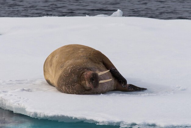 Foto walrus op het ijs