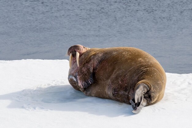 Walrus op het ijs