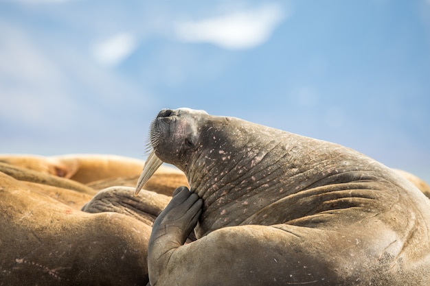 Photo walrus scratching his head in a group of walruses on prins karls forland, svalbard