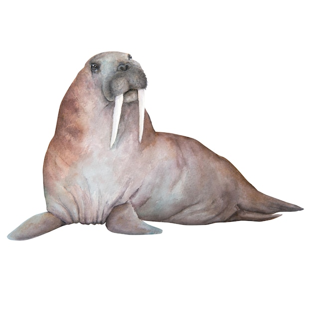 Photo walrus watercolor illustration isolated on white background