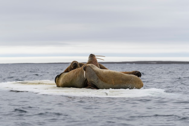 Foto walrusfamilie die op de ijsschots ligt. arctisch landschap.