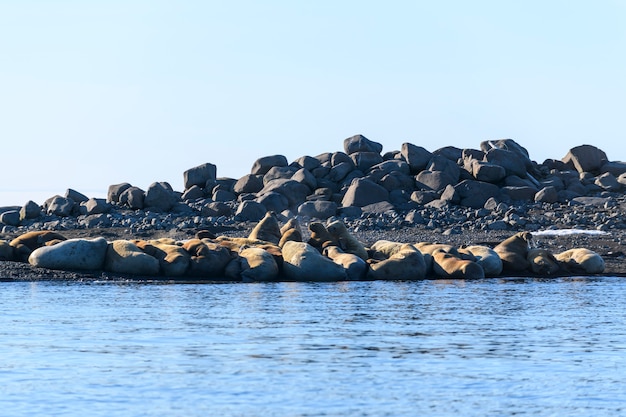 Walrusfamilie die op de kust ligt. Arctisch landschap.