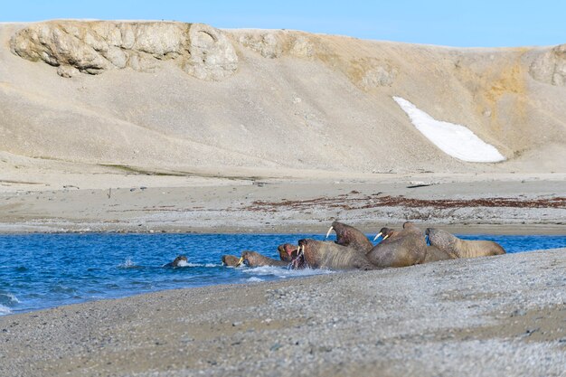 Walrusfamilie die op de kust ligt. Arctisch landschap.