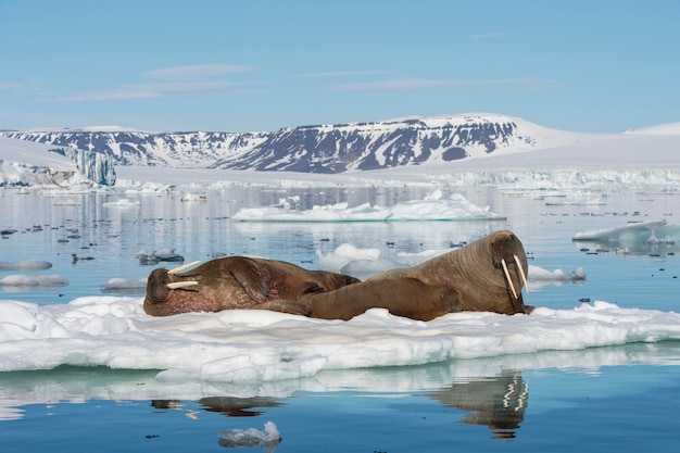 Foto walrussen op ijsstroom