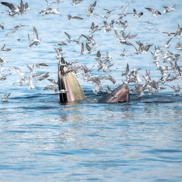 Foto walvis midden in een zwerm vogels die over de zee vliegen