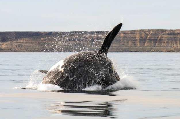 Walvis springen in schiereiland valdes patagonië argentinië