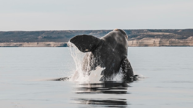 Walvis springt over de kust van Puerto Madryn Patagonië Argentinië