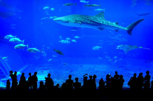 Walvishaai in het Churaumi-aquarium van Okinawa in Japan