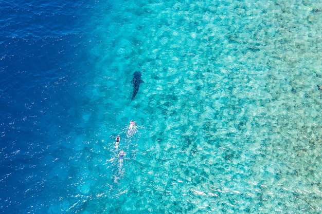 Walvishaai (rhincodon typus), de grootste vis in de oceaan, enorme vriendelijke planktonfilterreus