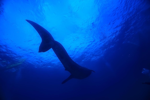 walvishaai scène landschap / abstracte onderwater grote zeevis, avontuur, duiken, snorkelen