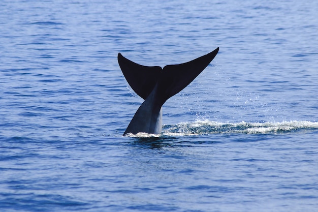 Walvisstaart opgeheven, waterspatten, bruda-walvisstaart in de zee, bruda is een grote walvis is een zoogdier