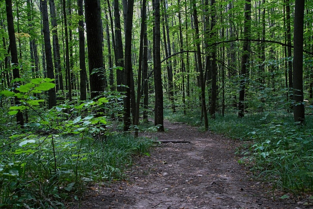 Wandel- en joggingpaden in het nationale park natuurlijke achtergrond