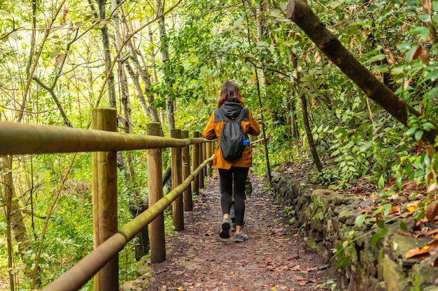 Wandel langs het pad in het Laurisilva-bos van Los tilos de Moya in Doramas Gran Canaria