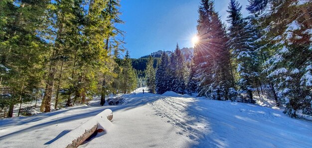 Wandel naar de zon in een winterlandschap